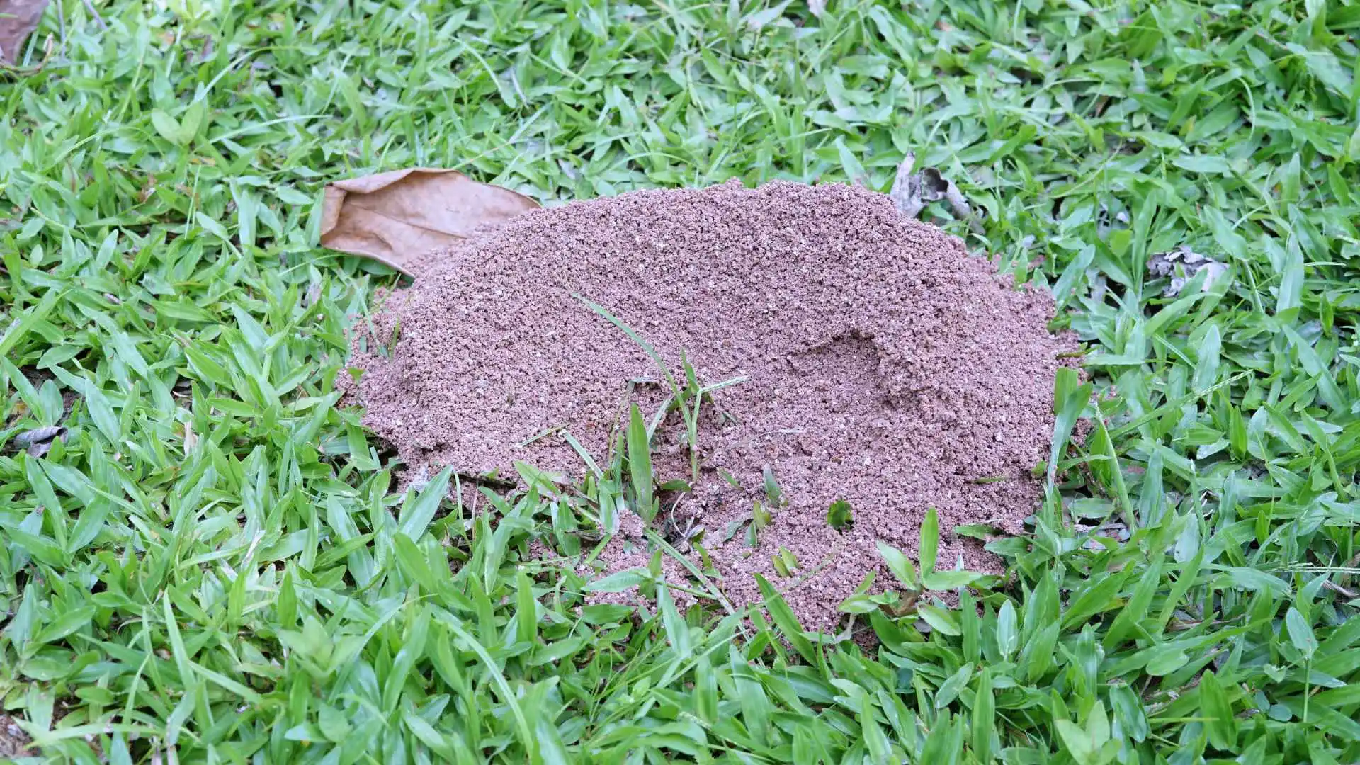 Ant hill found in client's lawn in Kansas City, KS.