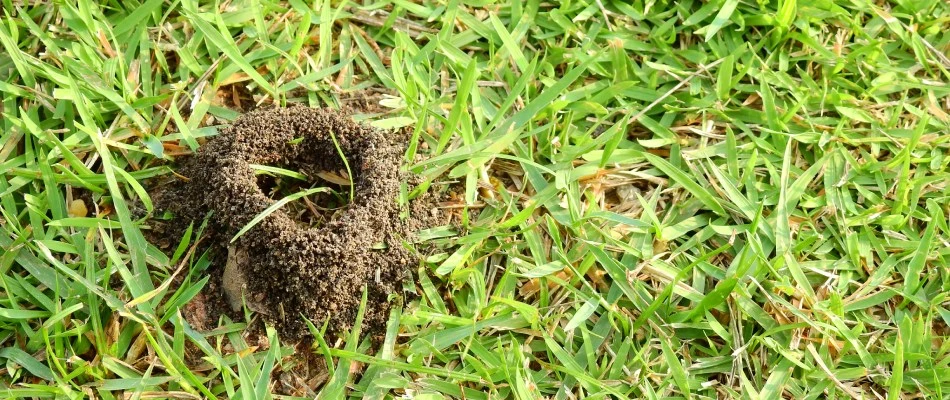 Ant hill in lawn in Prairie Village, KS.
