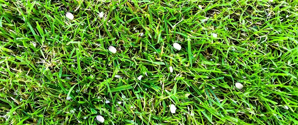 Winterizer pellets in a lawn in Indianapolis, IN.