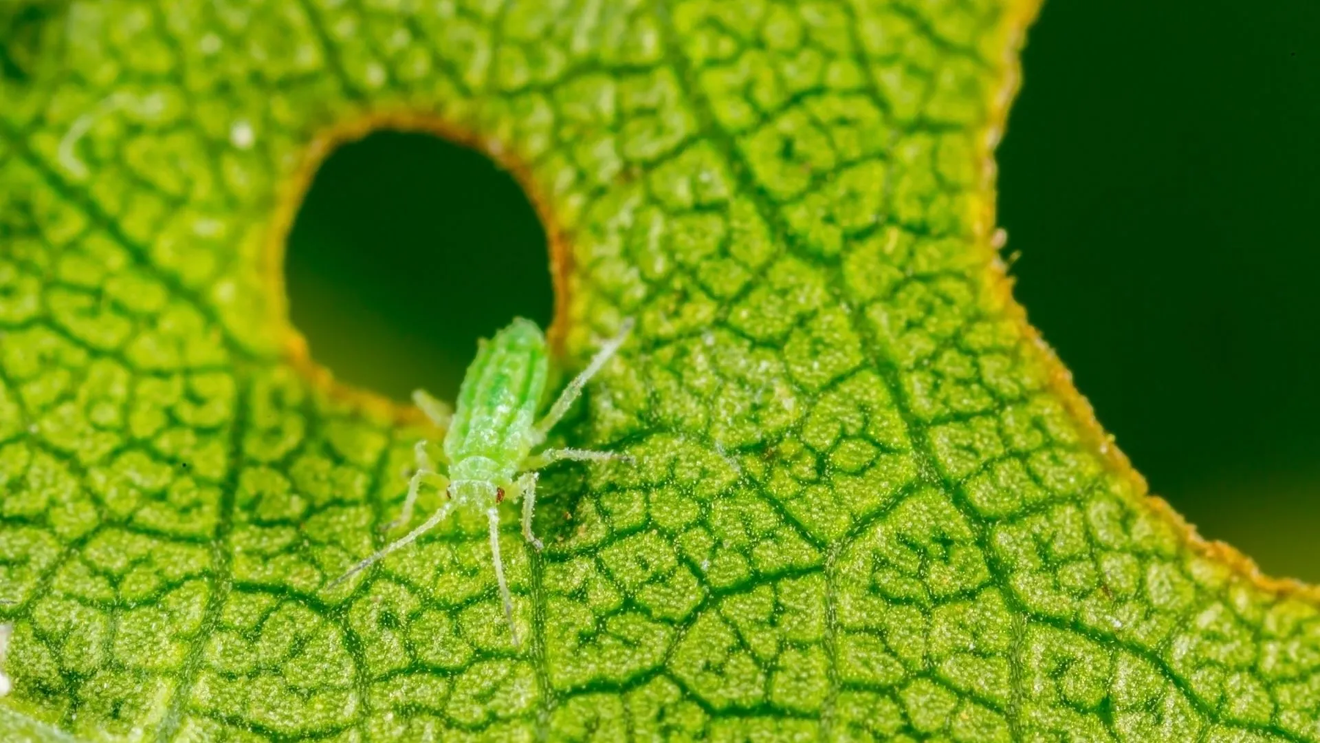 Aphid eating through a tree leaf in Blue Springs, MO.