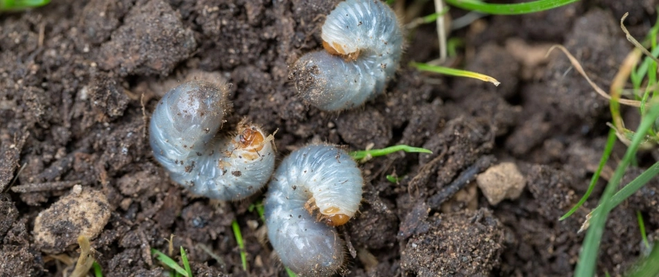 Grubs found in soil in Lee's Summit, MO.