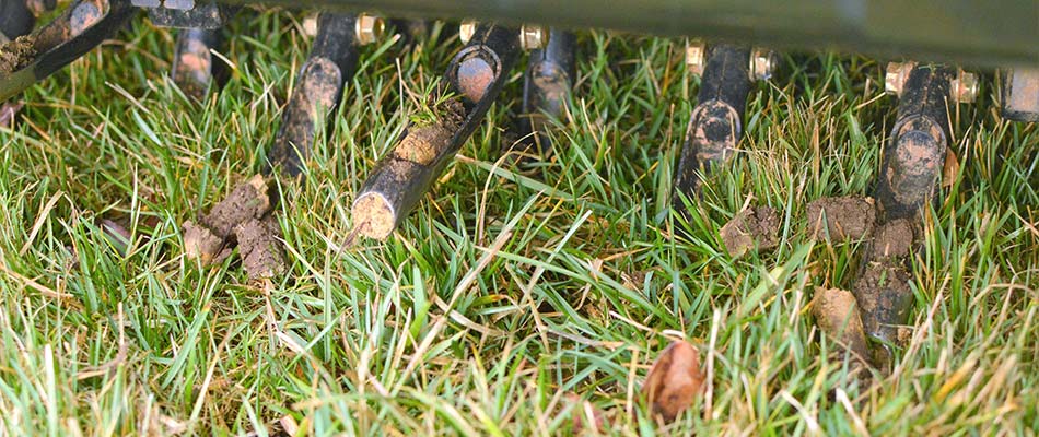 Lawn aeration plugs pulled up by an aeration machine in Kansas City, MO.