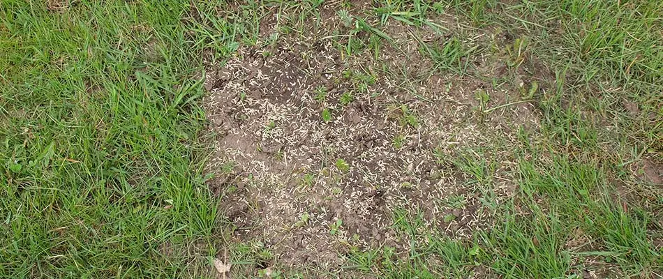 Patchy lawn with overseeding service in Raymore, MO.
