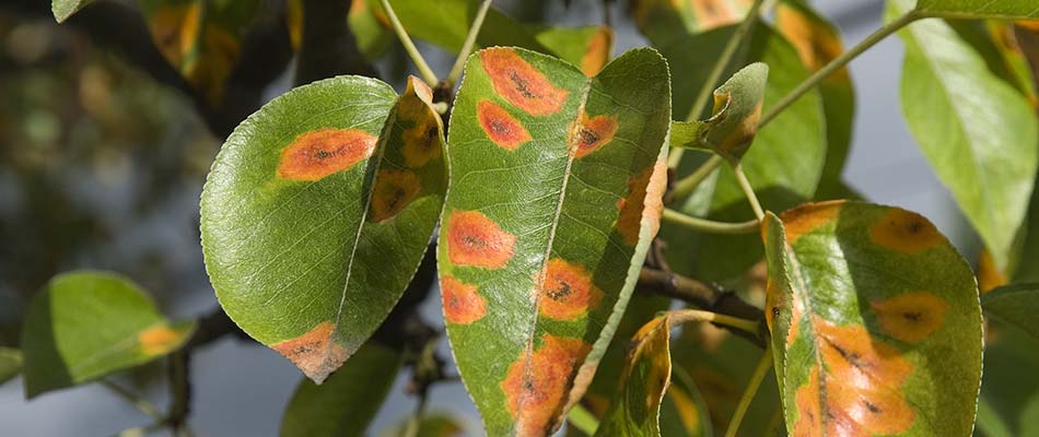 Rust disease spots on green tree leaves near Raymore, MO.