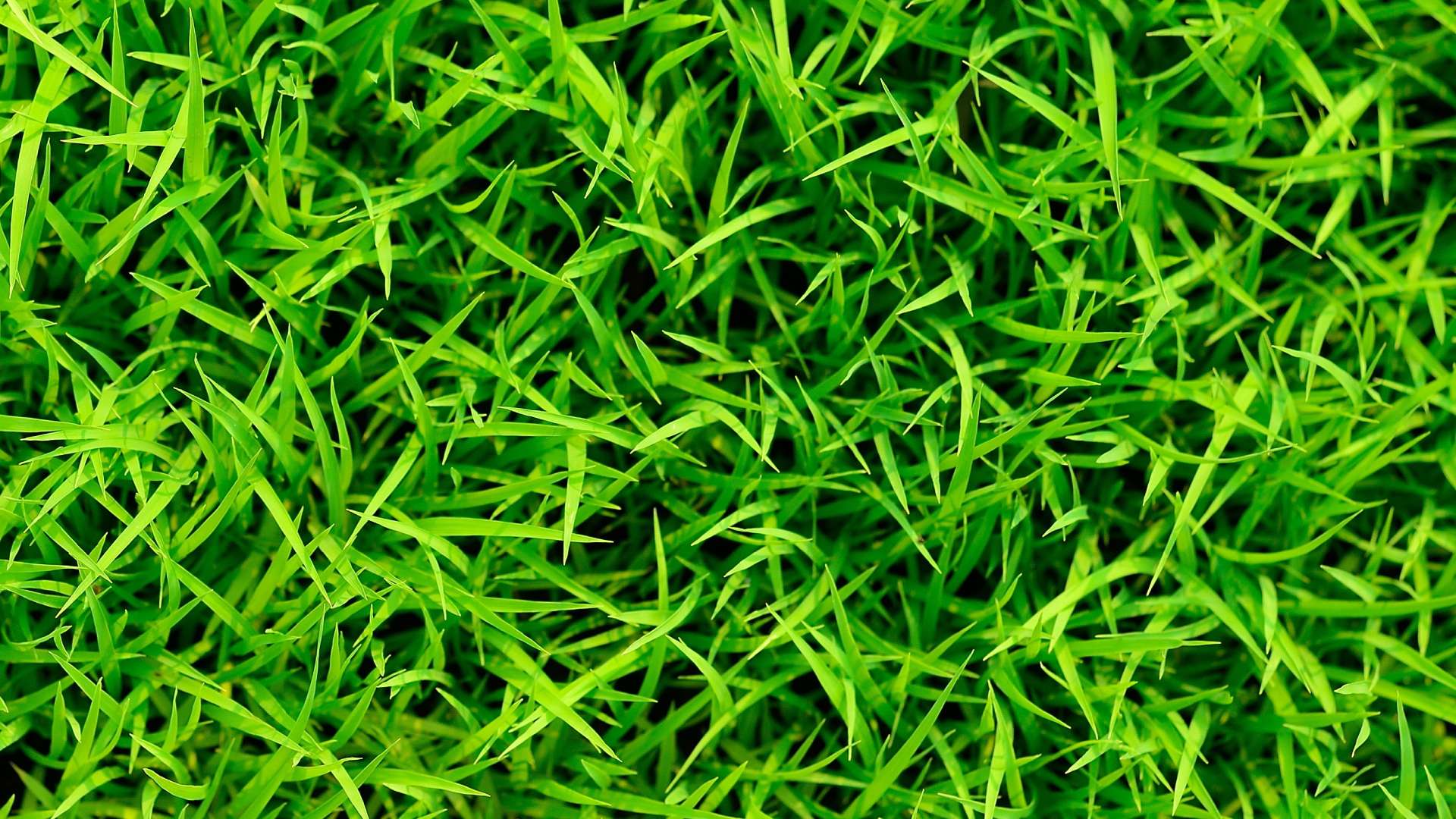 Above view of vibrant luscious grass in Parkville, MO.