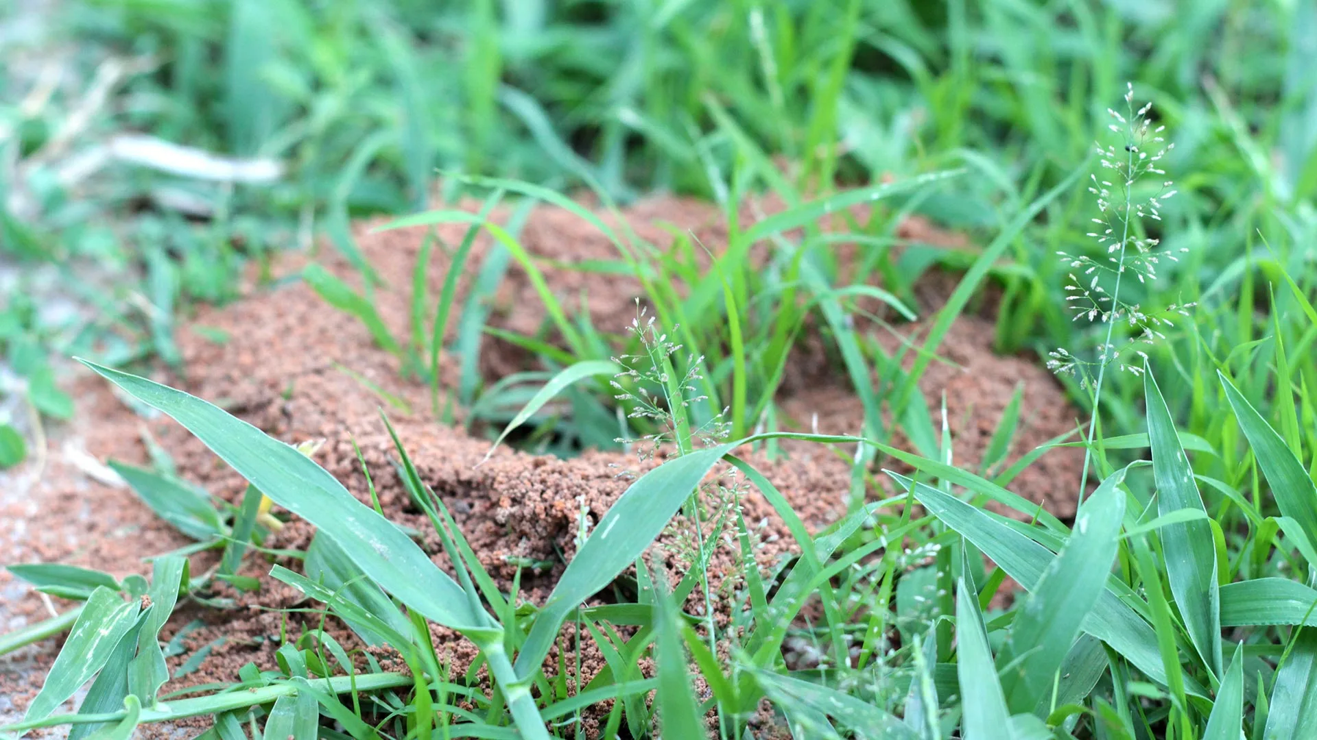 Ant hill found in lawn in Westfield, IN.