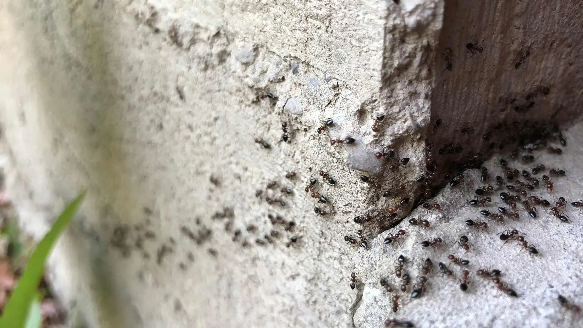 Ants crawling up the side of a home's foundation slab near Lenexa, KS.