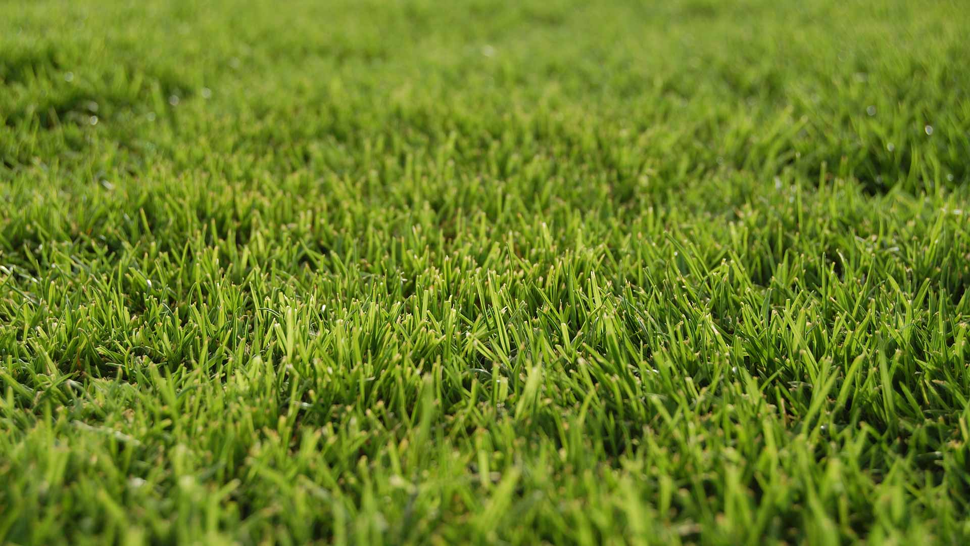Beautiful green grass serviced in Kansas City, MO.