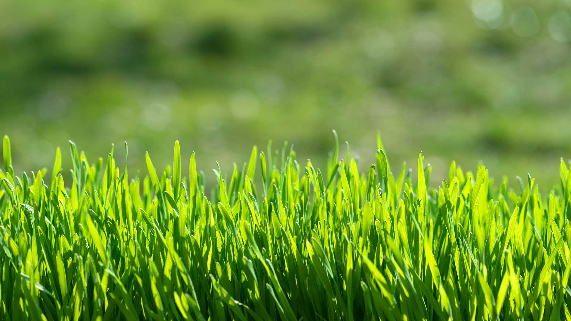 Bright green, healthy lawn near Overland Park, KS.