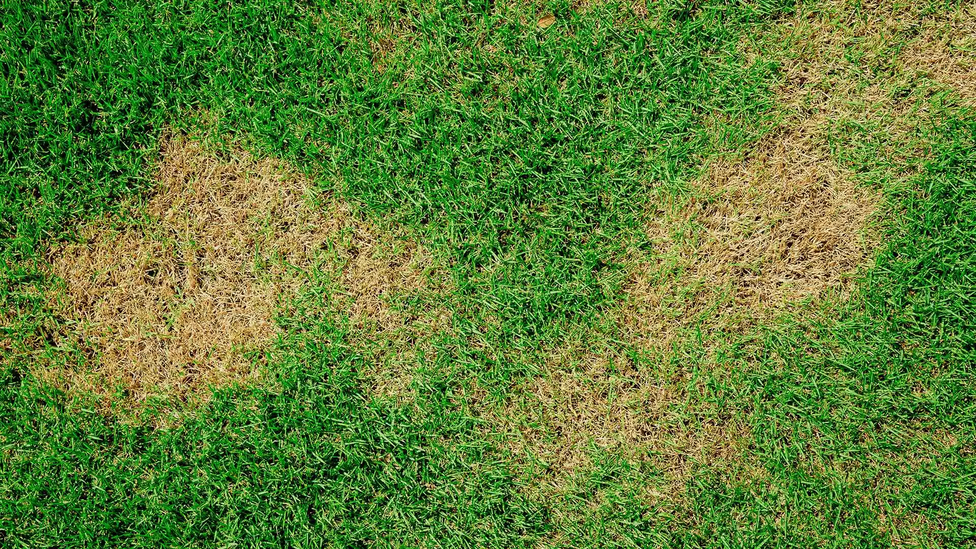 Brown Patch & Dollar Spot - Two Lawn Diseases to Watch Out for in Kansas