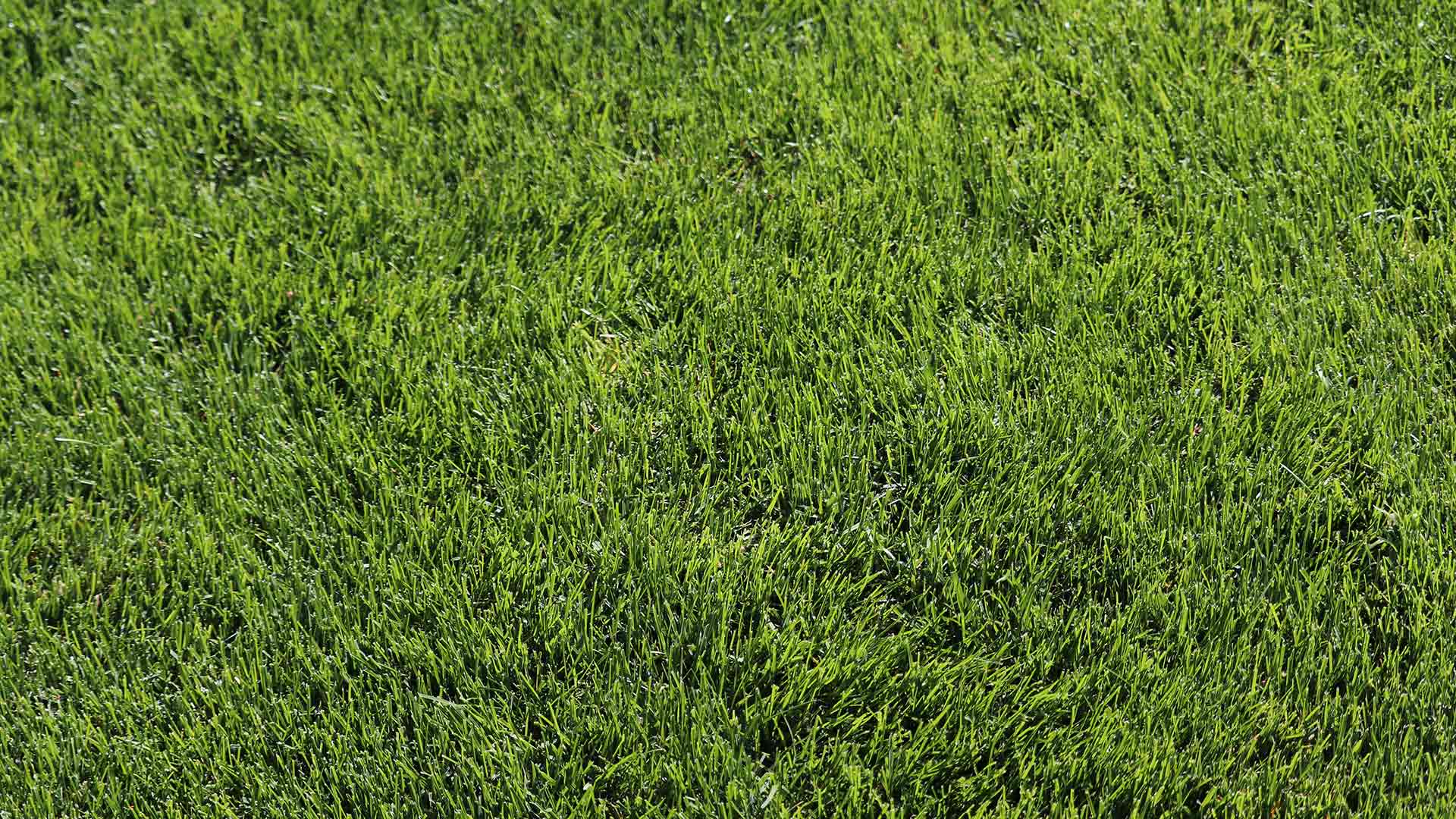 Close up photo of green, healthy grass in Kansas City.