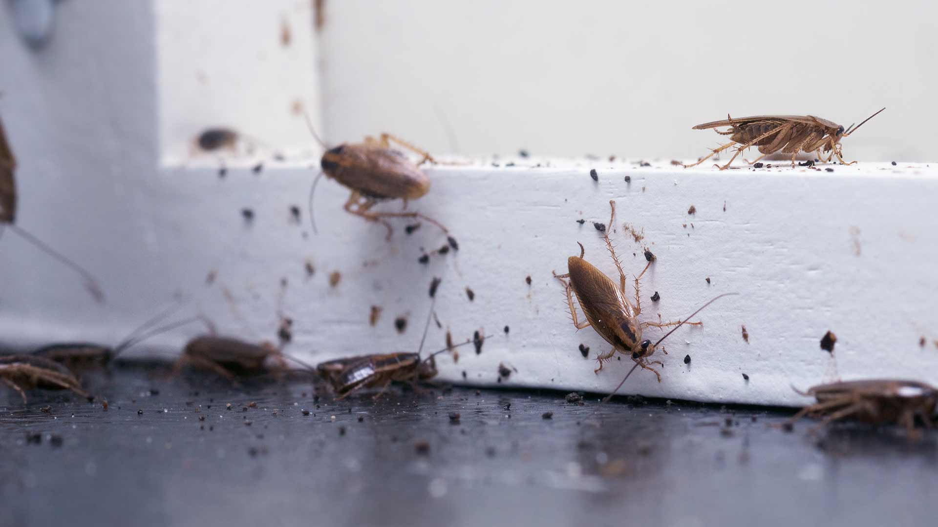 Cockroaches infesting a home near Kansas City, MO.