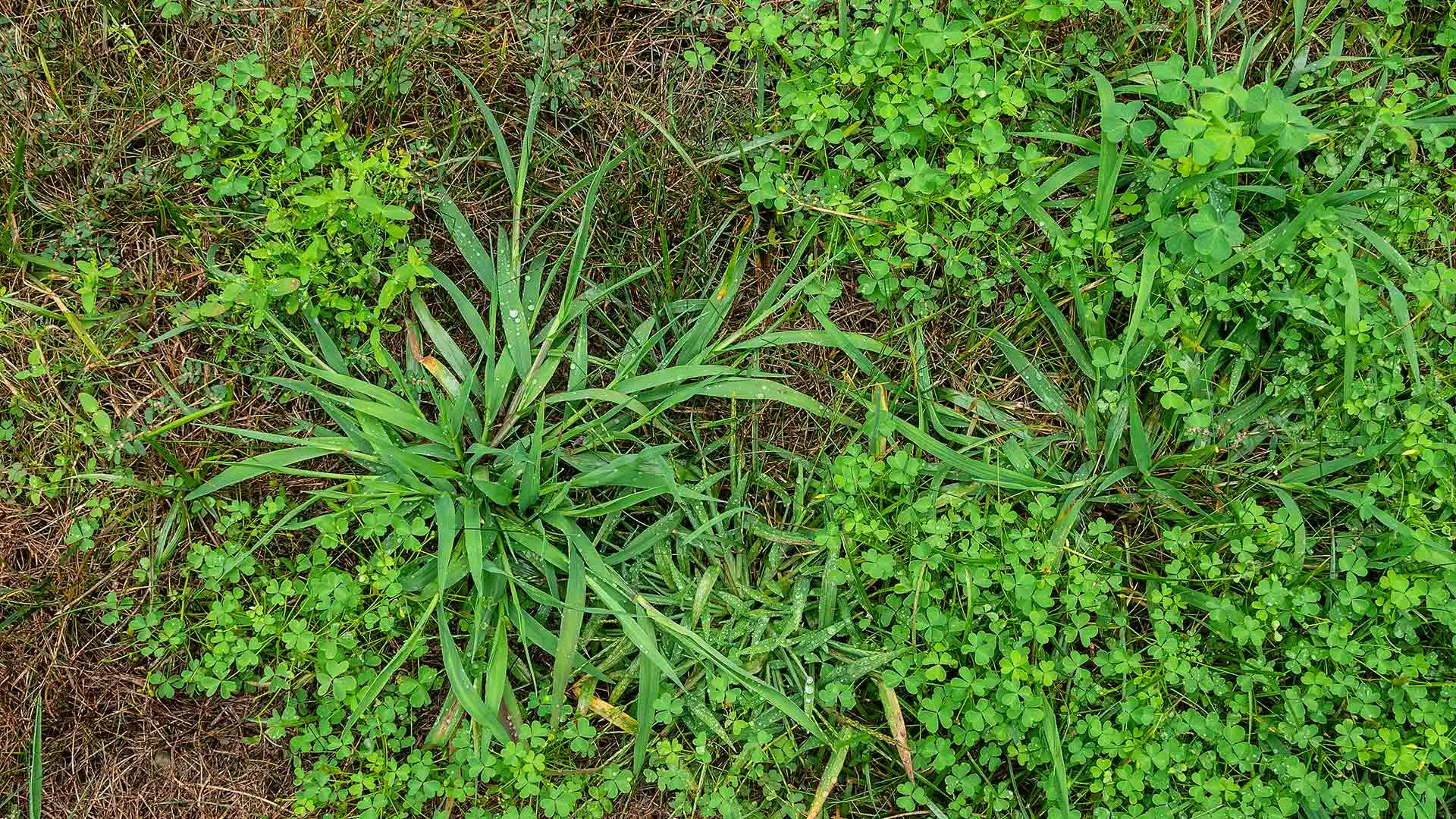 Crabgrass and clover weeds growing in a yard near Greenfield, IN.