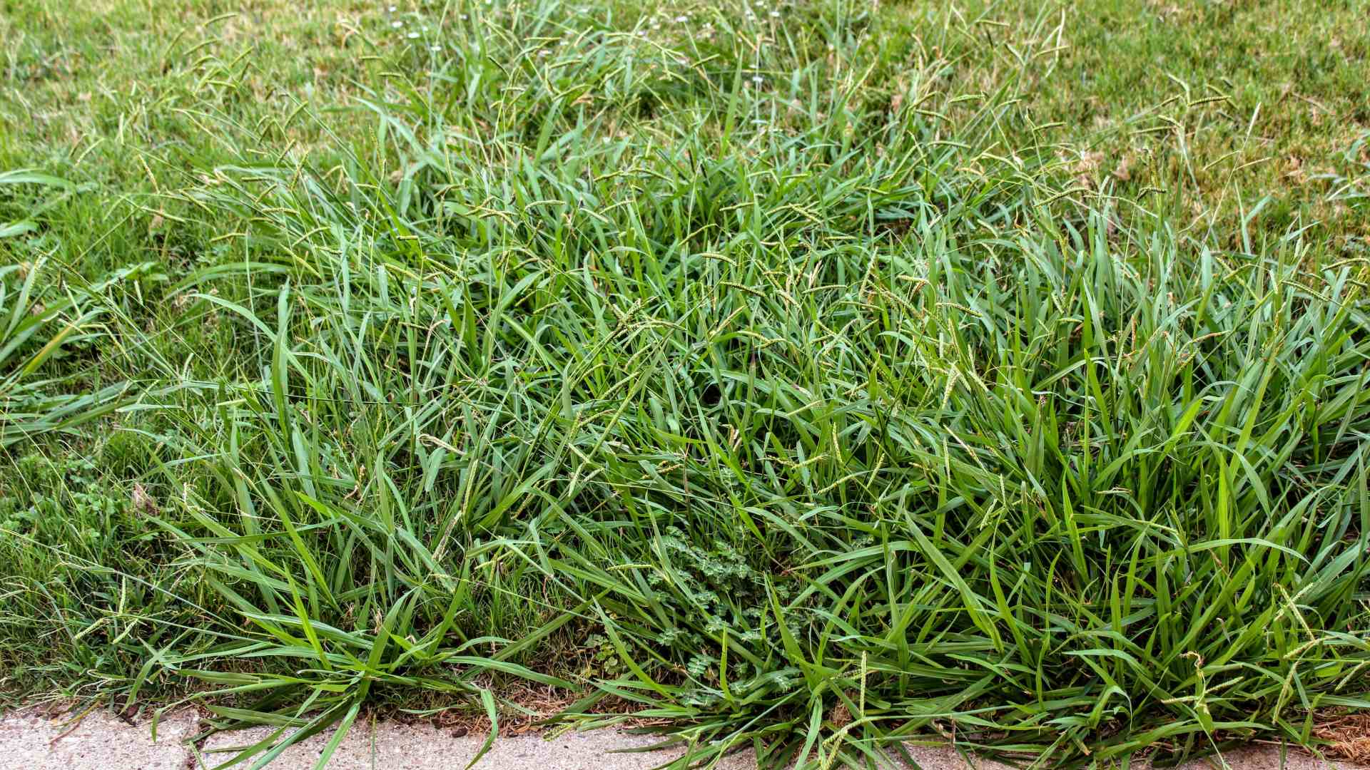 Watch Out for These 4 Stubborn Weeds in Kansas - They Spread Fast!