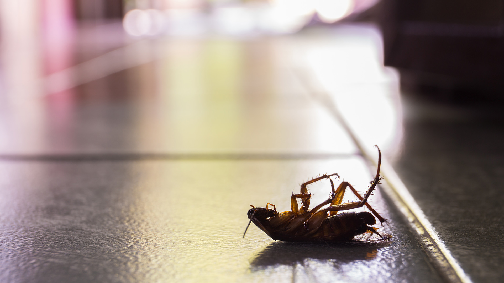 4 Things You Can Do to Help Keep Roaches Out of Your Home or Business