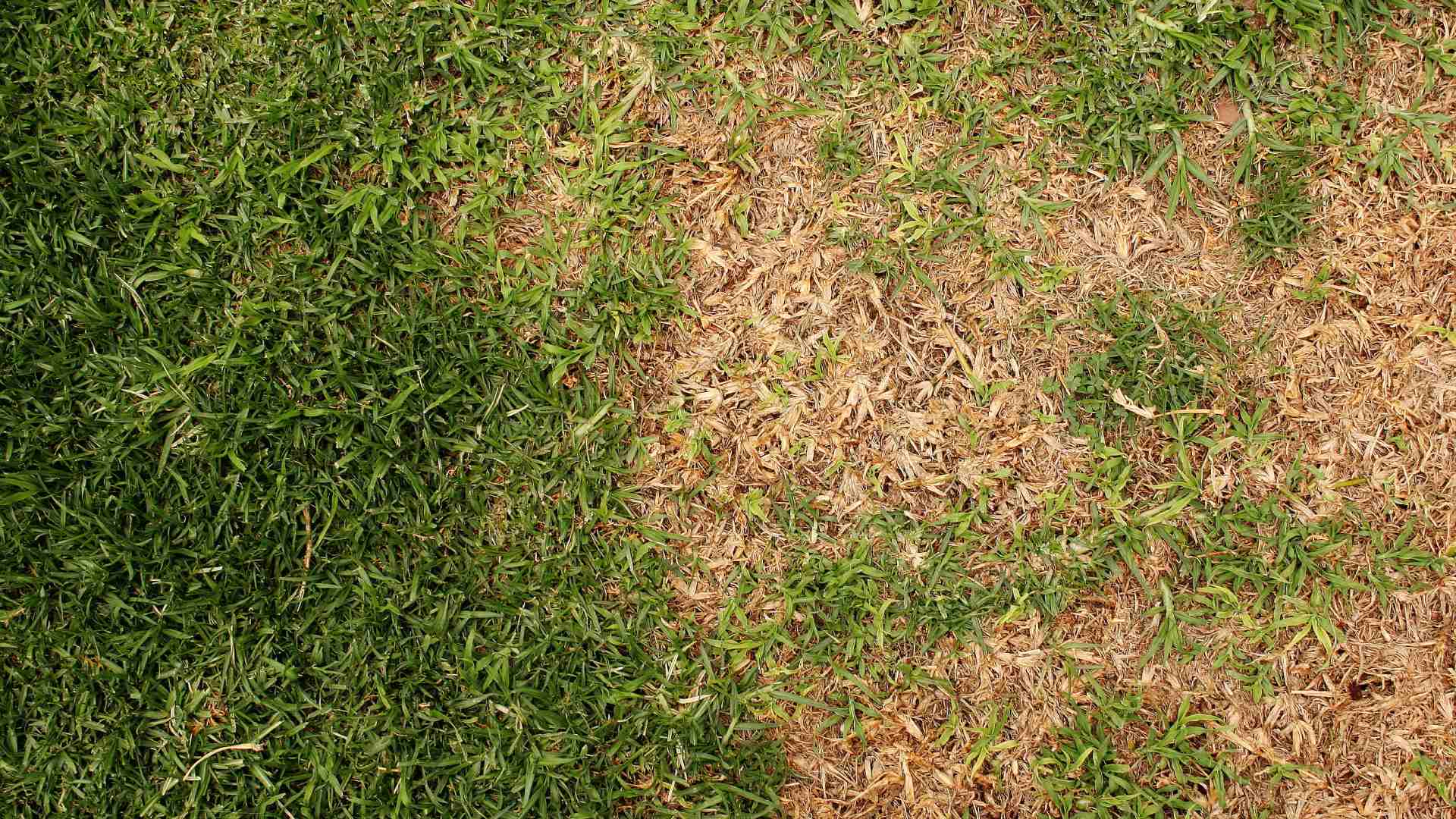Drying lawn from lawn disease in Blue Springs, MO.