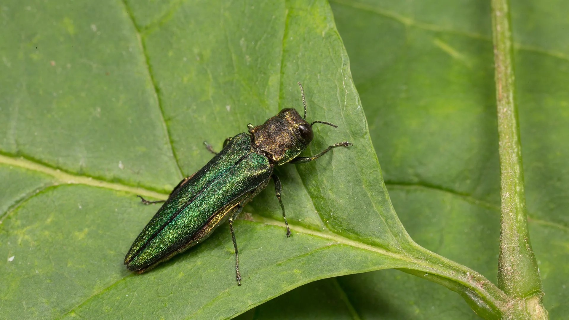 4 Insects That Can Damage Your Trees & Shrubs in Indianapolis, IN
