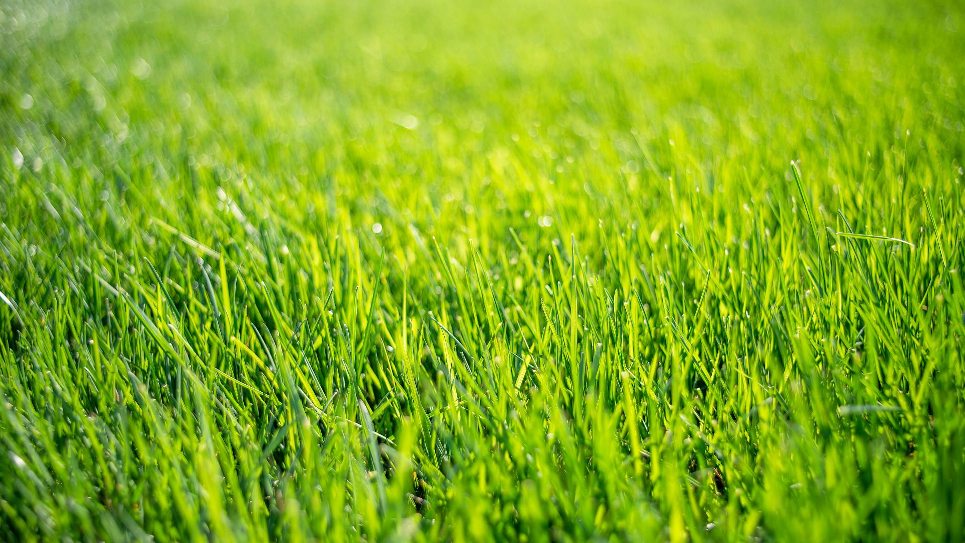 Field of vibrant green grass blades in Prairie Village, KS.