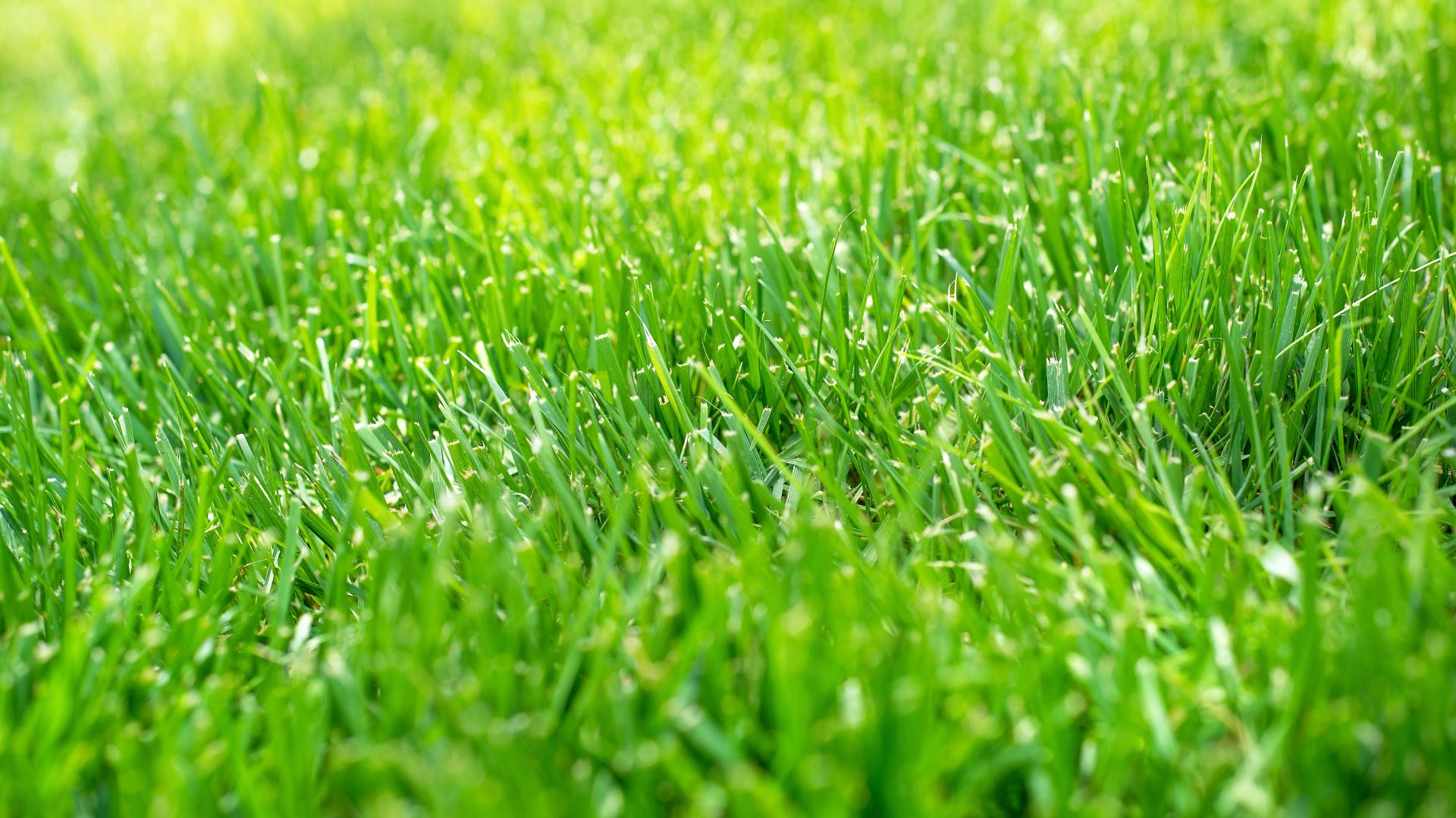 Green grass after being serviced by Green Again in Overland Park, KS.