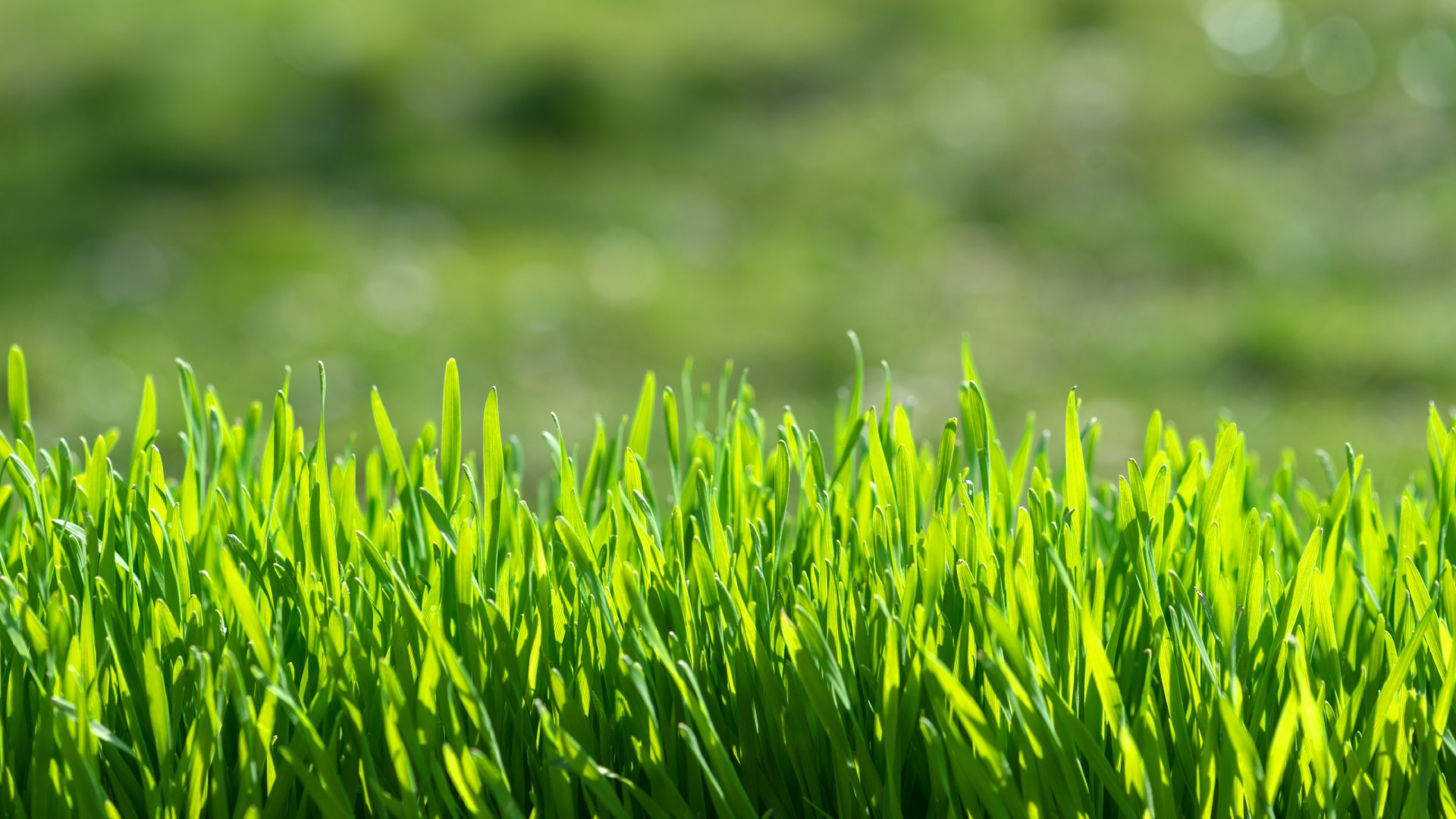 Green grass from lawn in Stilwell, KS.
