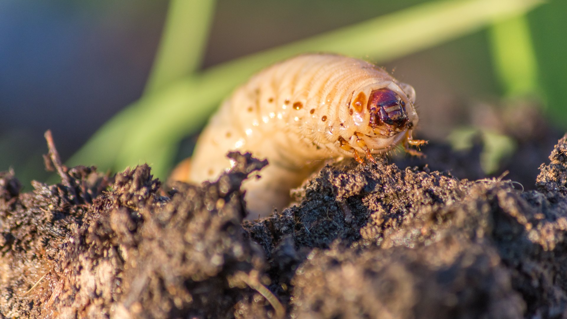 A grub crawling out from soil in Raymore, MO.