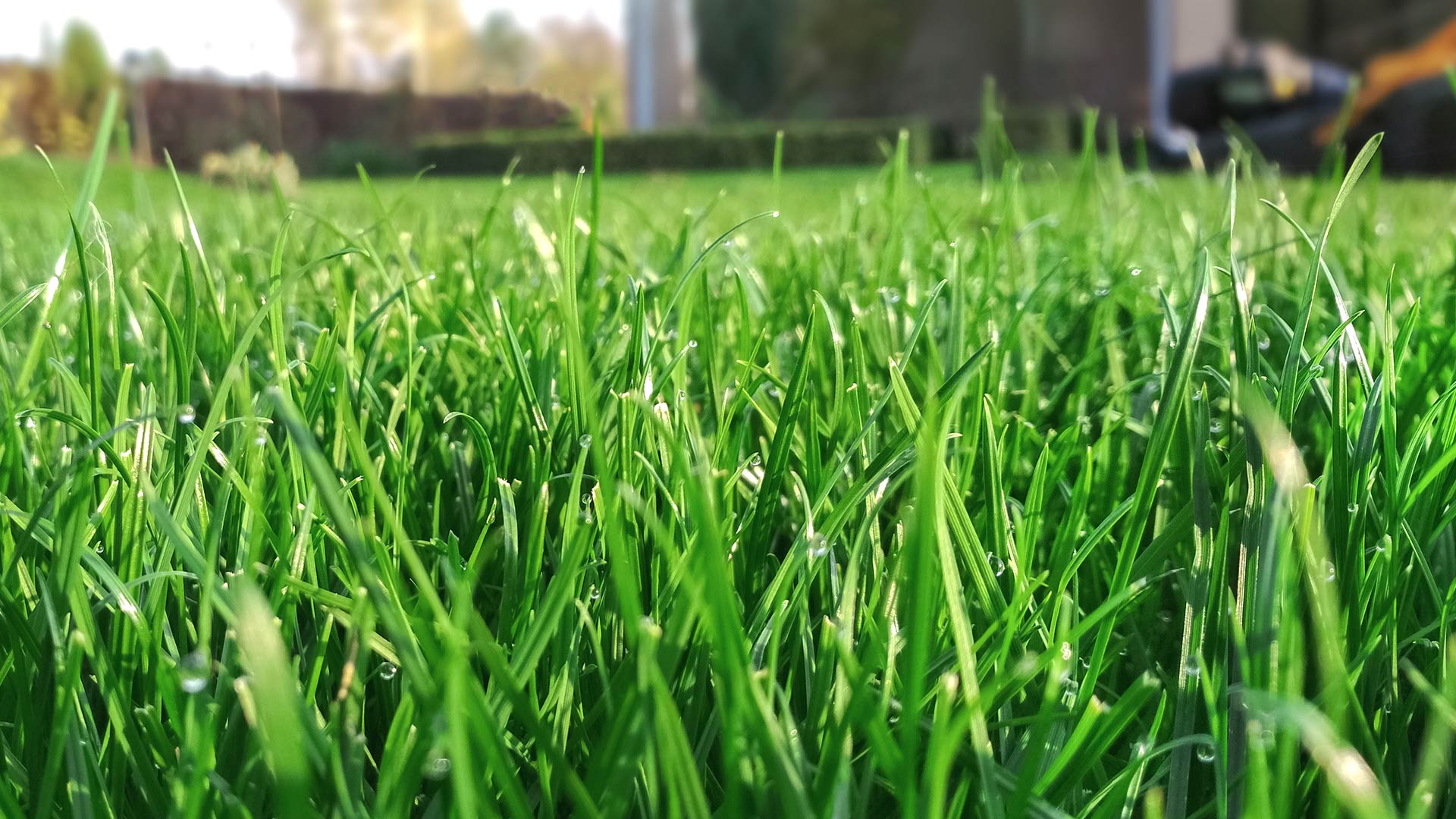 Healthy green lawn in Leawood, KS.