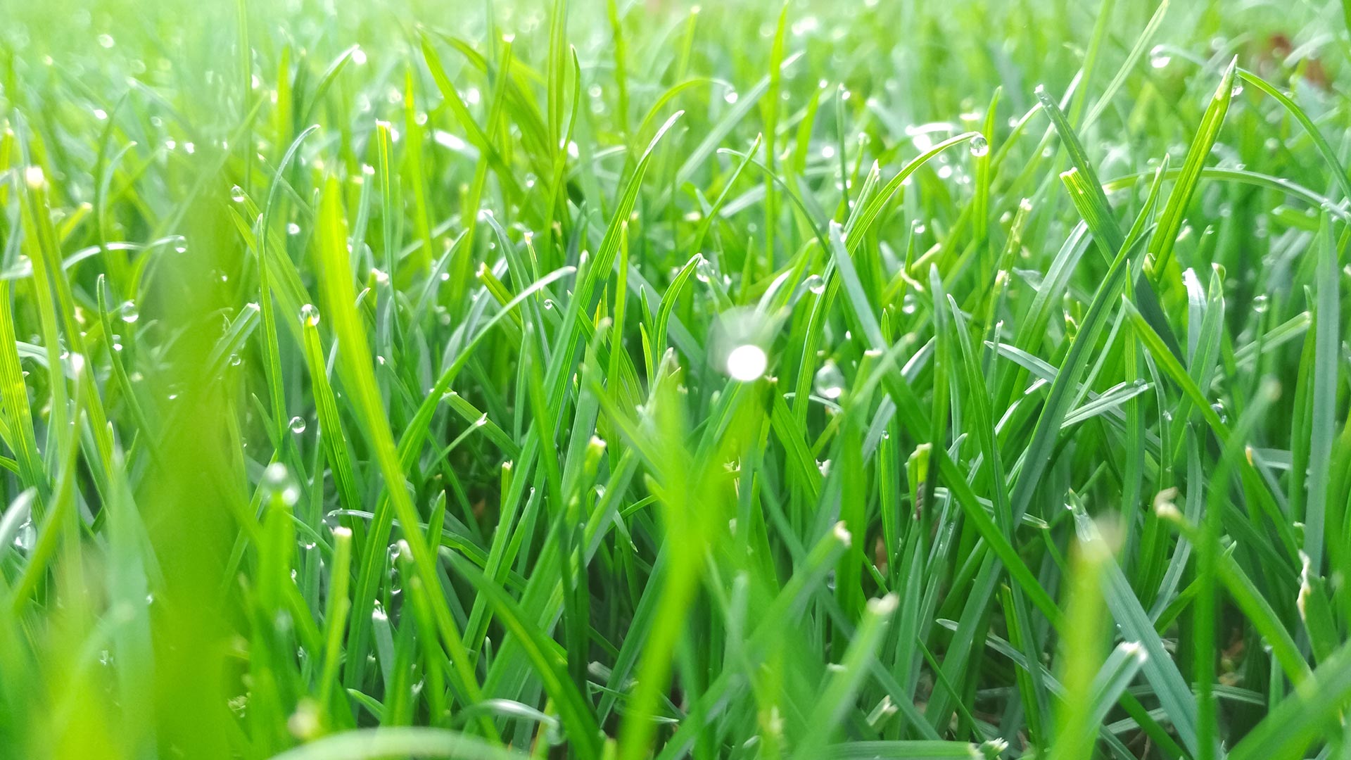 Healthy lawn with dew drops in De Soto, KS.