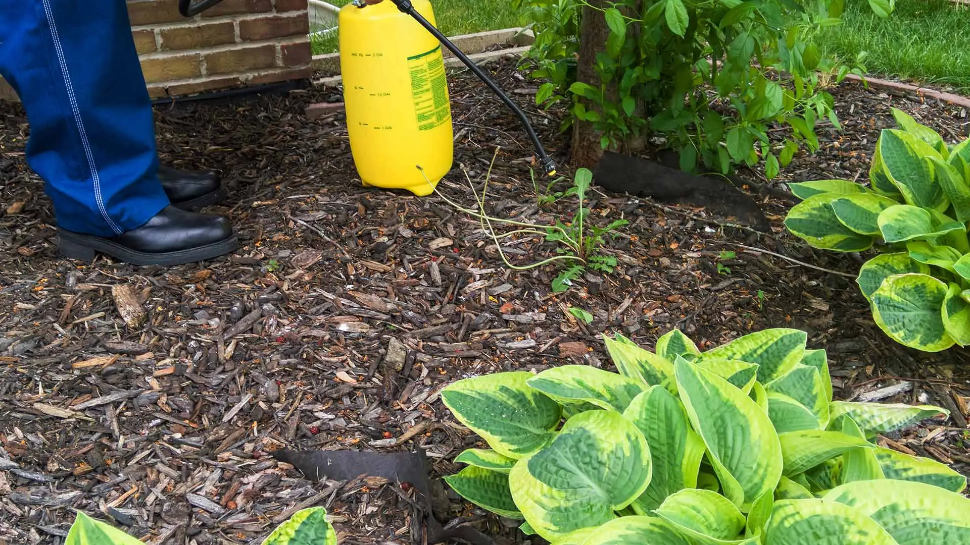 3 Reasons Why You Should Keep Your Landscape Beds Free of Weeds
