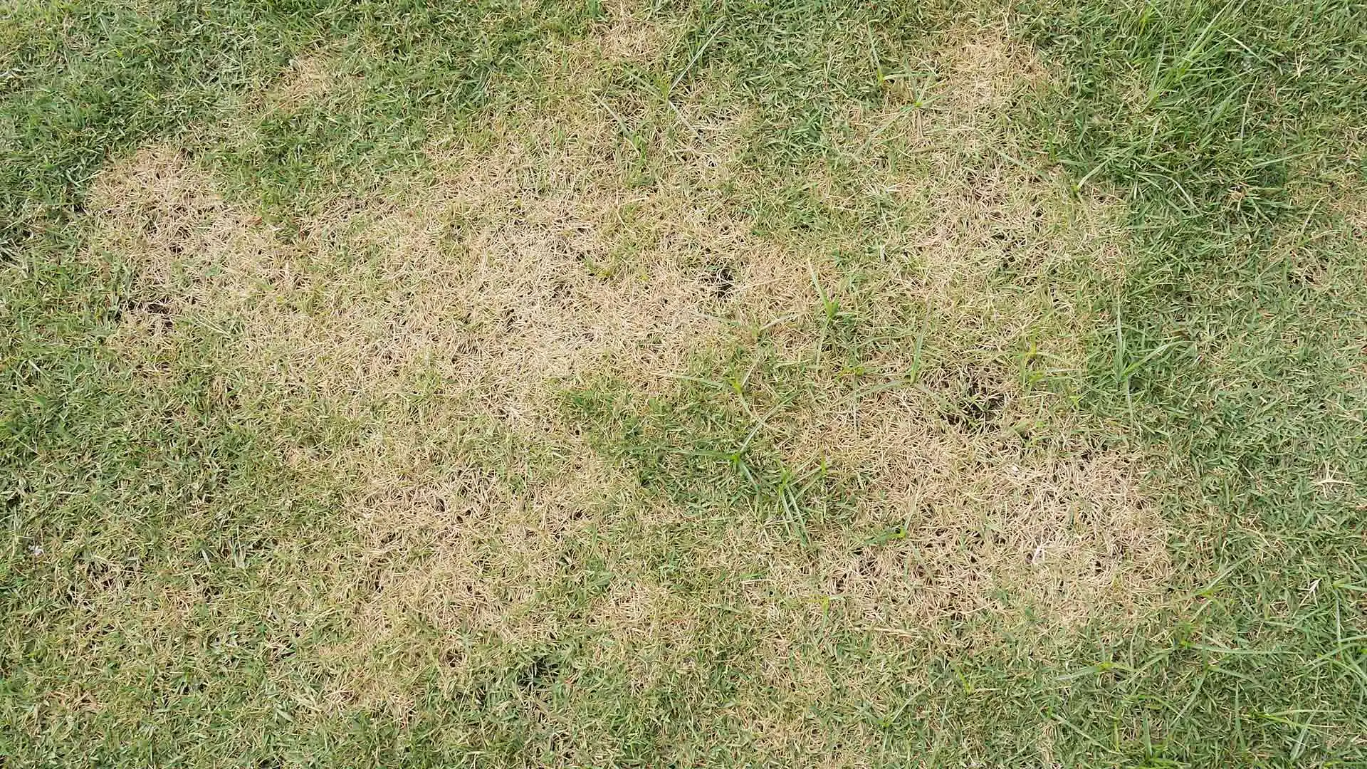 Here’s What to Do if You Suspect Your Lawn Is Infected With Brown Patch