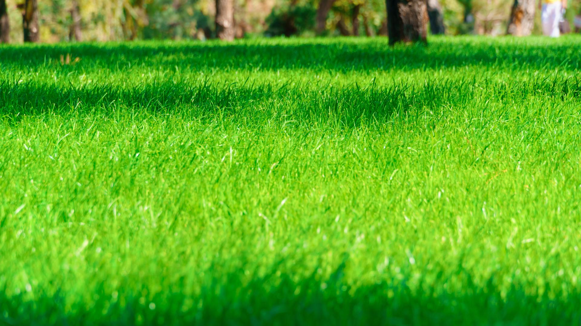 Luscious grass blades in lawn in Kansas City, KS.