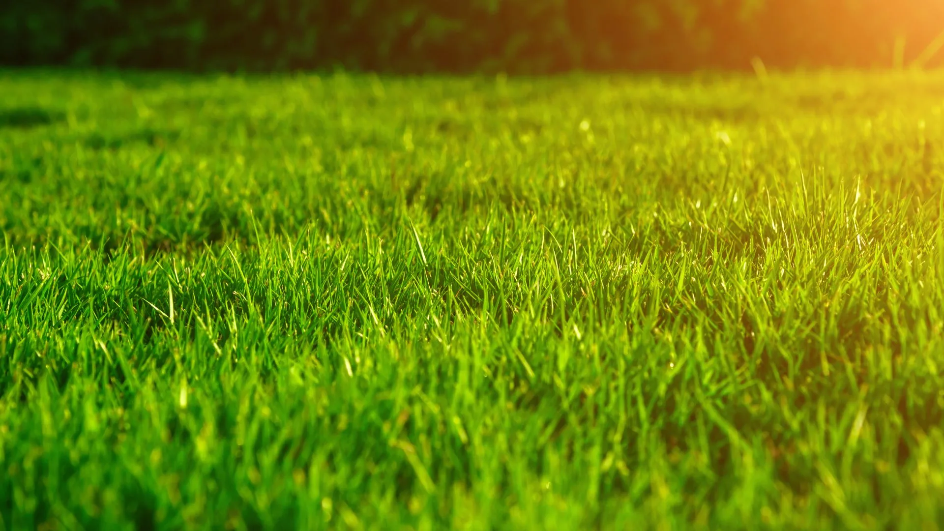 Overview of a healthy lawn with a sun glare showing in Lee's Summit, MO.