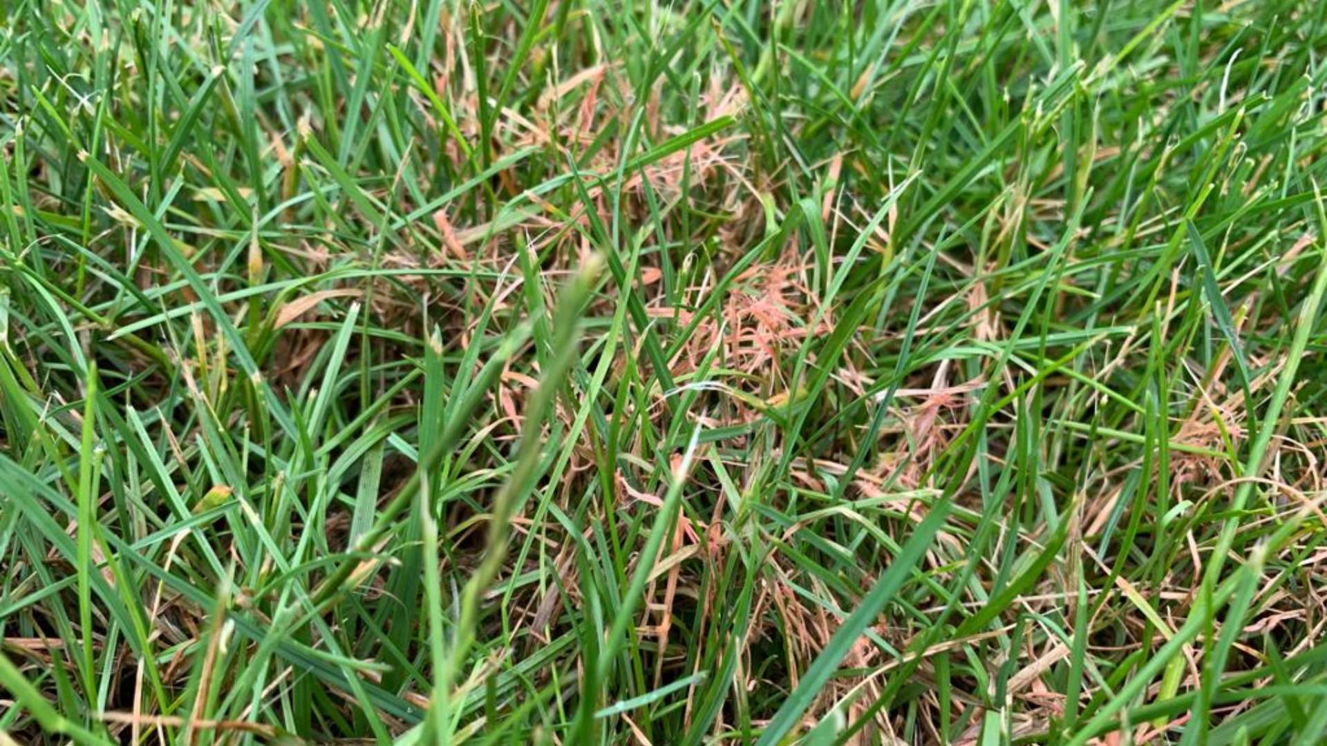 Red thread infected lawn in Westfield, IN.
