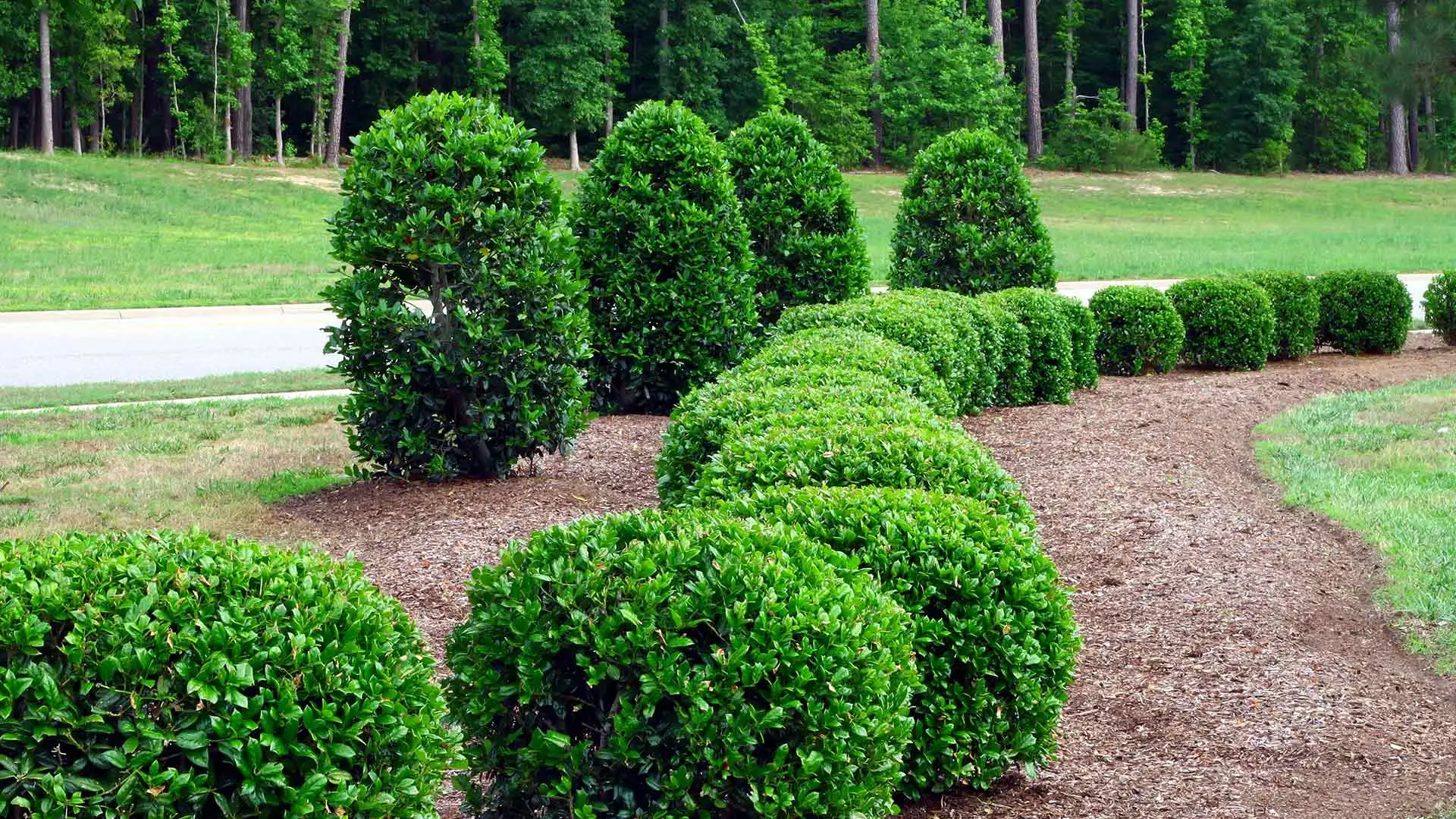 Want Your Trees & Shrubs to Stay Healthy Throughout the Year? Here’s How!