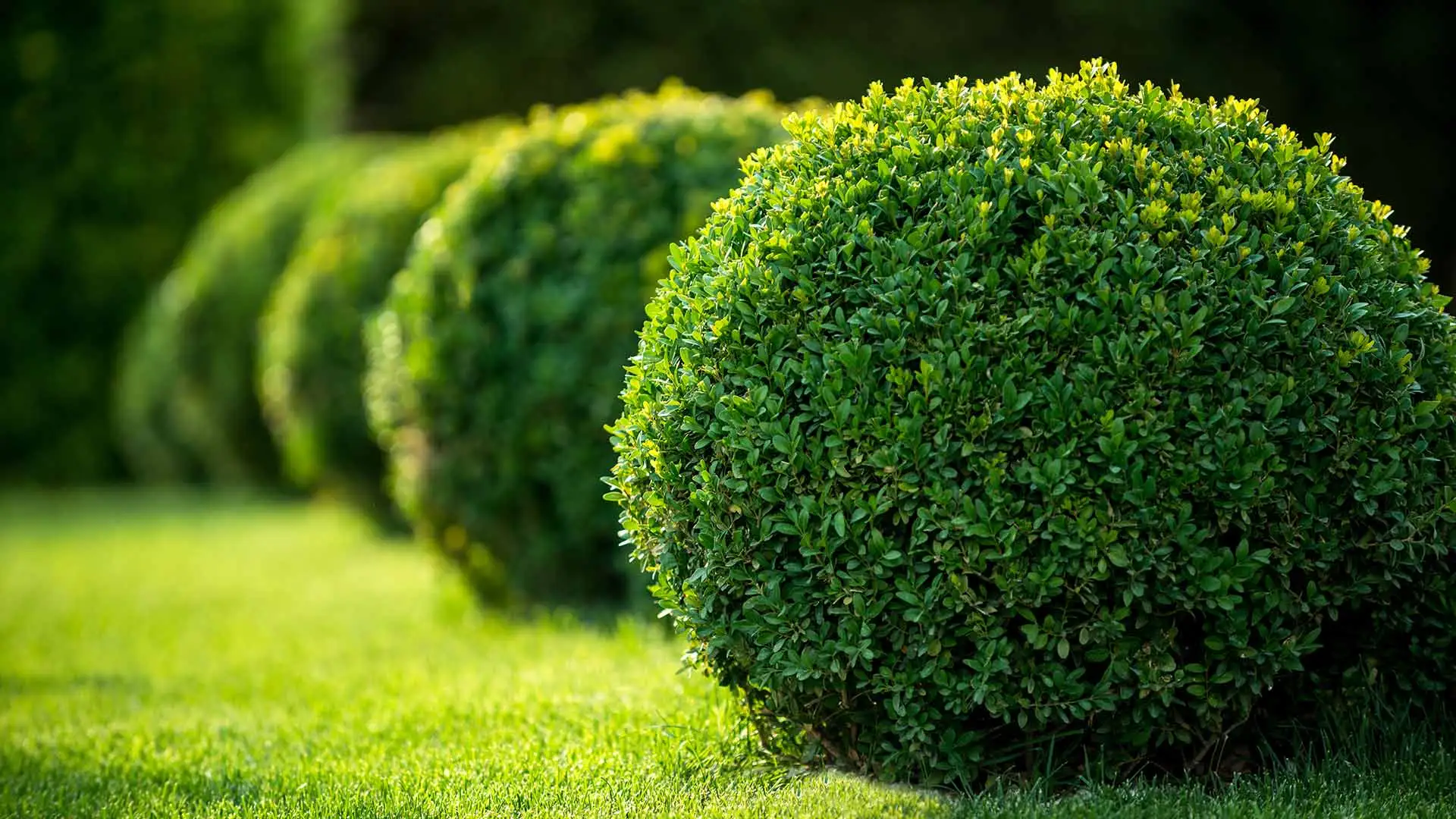 Fall Is the Perfect Season to Fertilize Your Trees & Shrubs