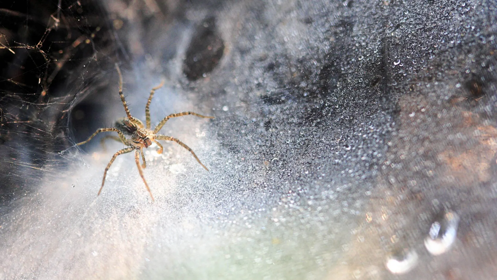 Seeing Spiders in Your Home or Business? Here’s How to Keep Them Out!