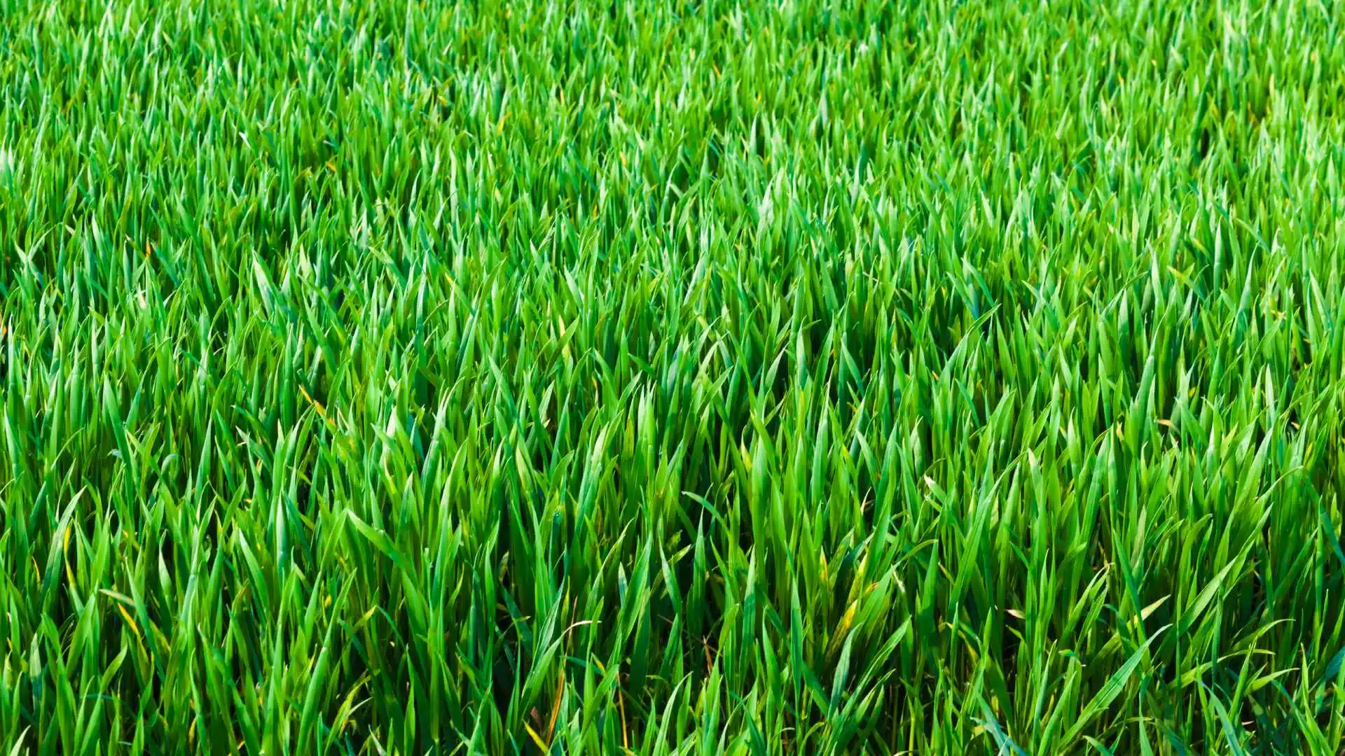 Tall vibrant grass in lawn in Castleton, IN.