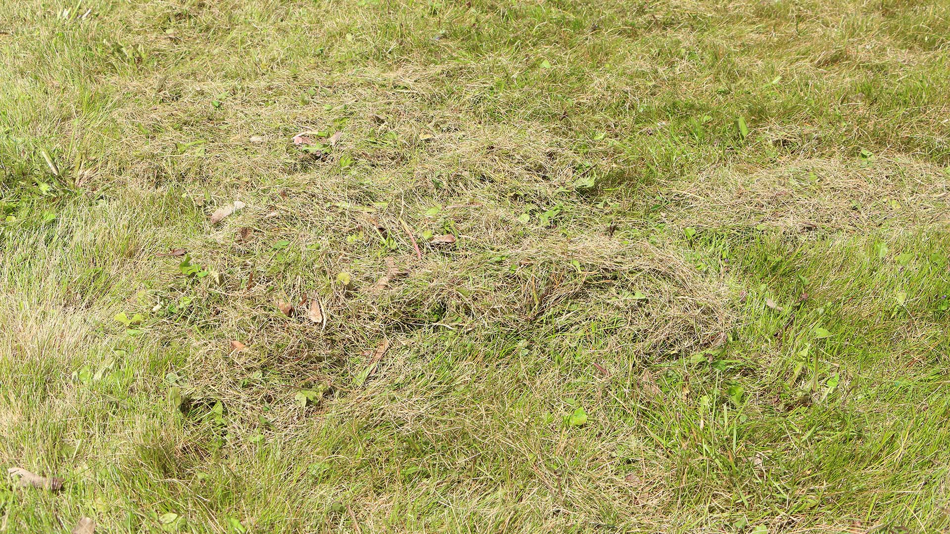 Here’s How to Know if Your Lawn Has Too Much Thatch