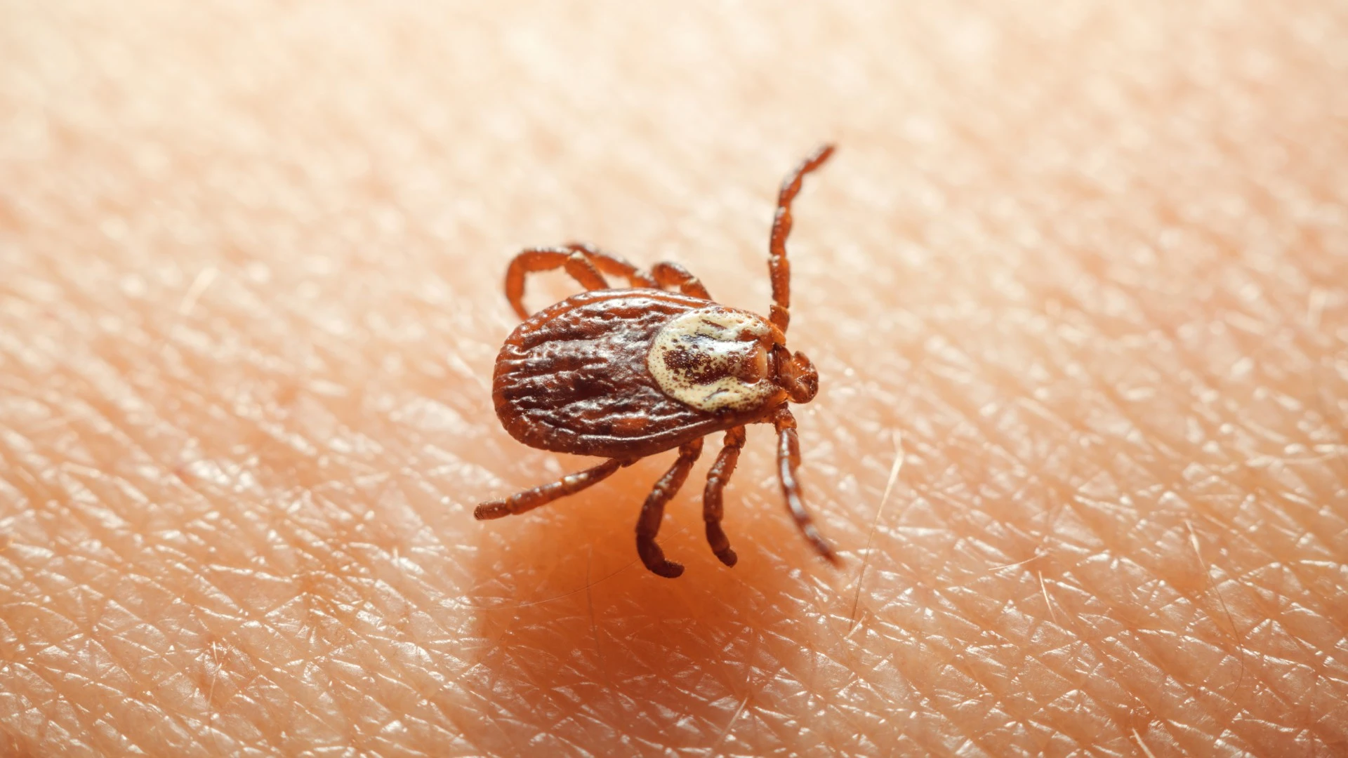 A tick from property on a homeowner's arm in Stilwell, KS.