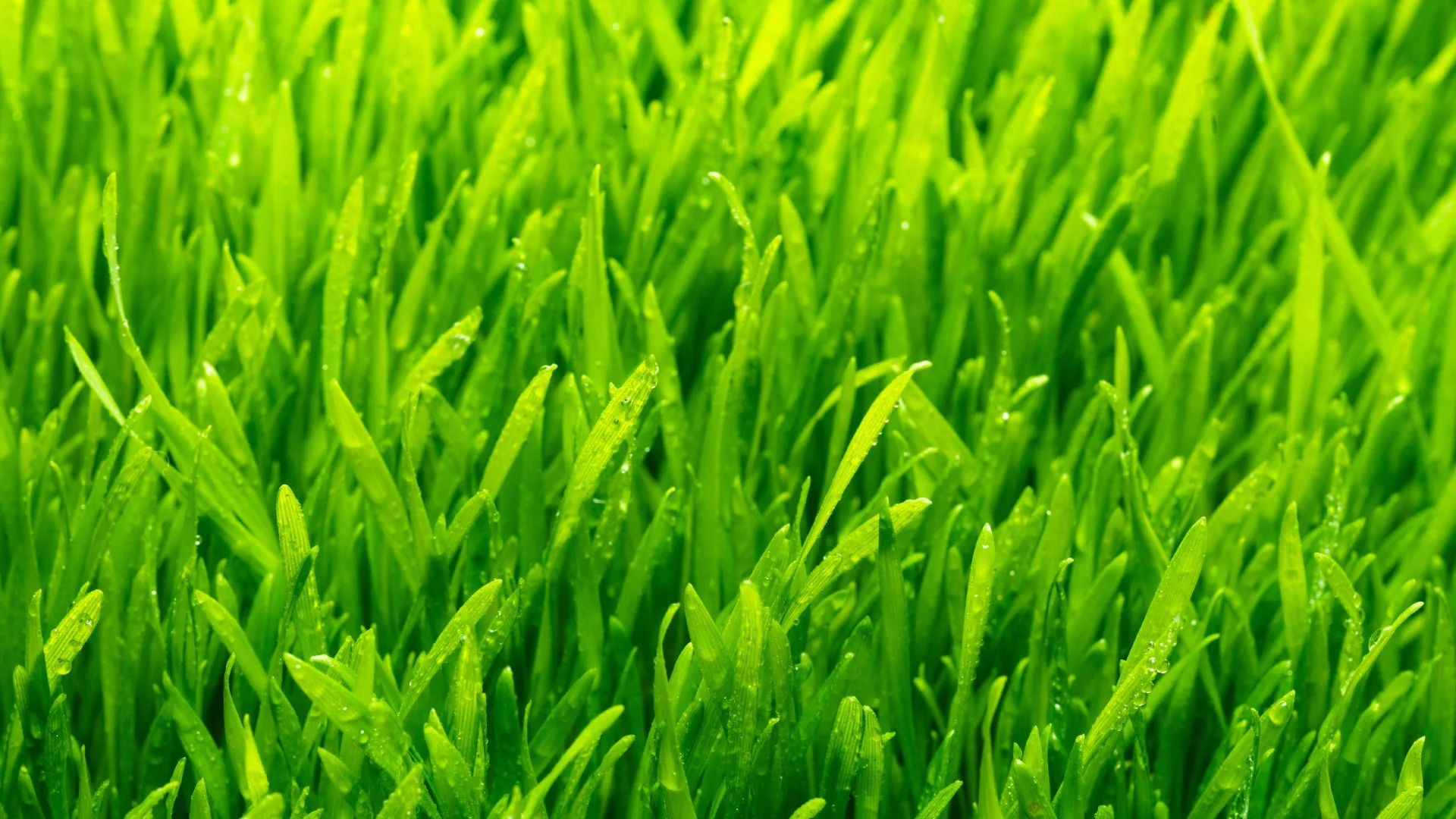 Wet vibrant grass in client's lawn in Johnson County, KS.