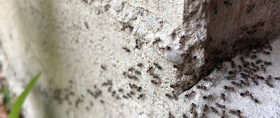 Ants crawling in a crack of the foundation in De Soto, KS.