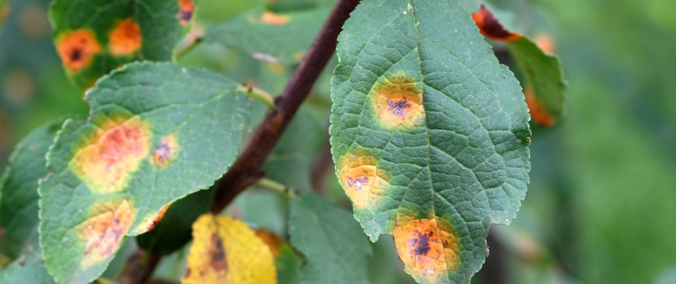 Apple rust disease found on a tree in Westfield, IN.