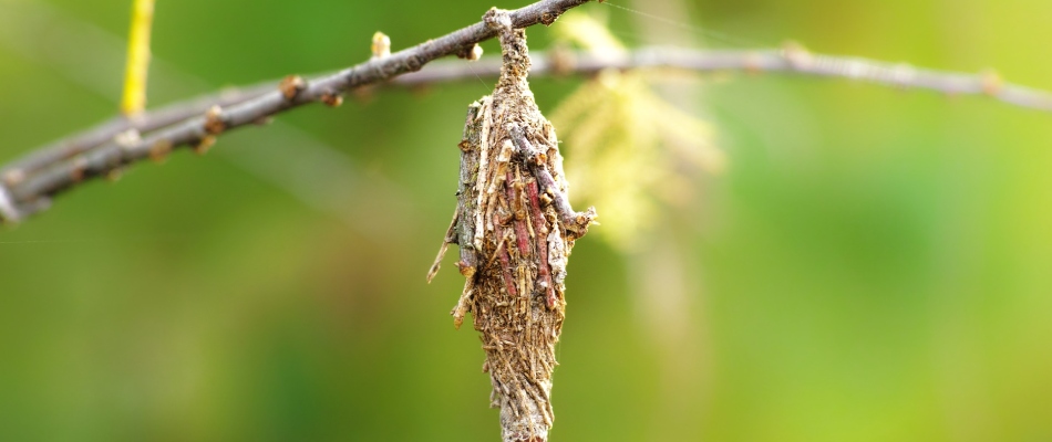 Bagworm found on tree branch in Carmel, IN.
