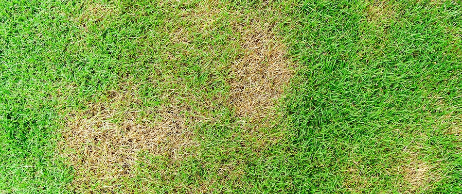 Brown patch lawn disease in Parkville, MO.
