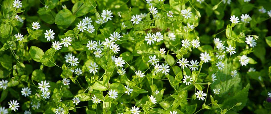 Chickweed overgrown in a home lawn near Fishers, IN.
