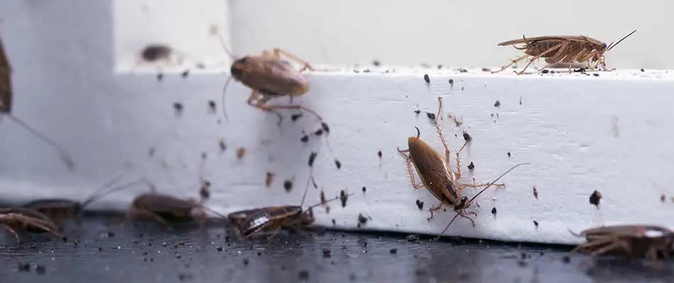 Cockroaches infesting a home near Shawnee, KS.