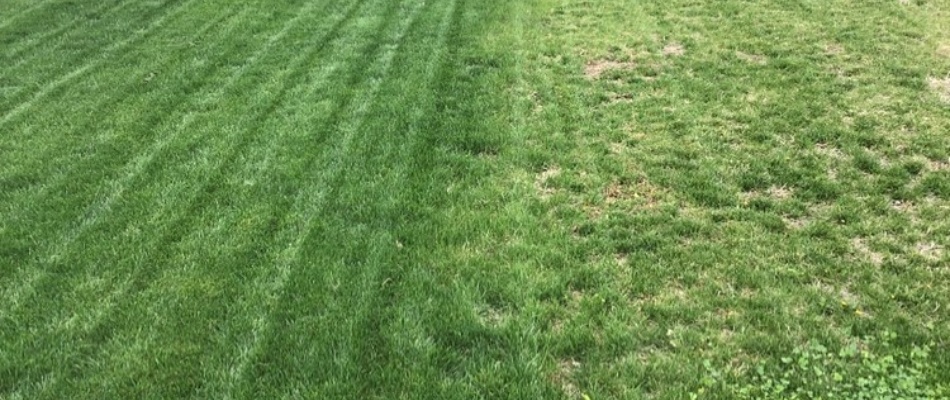 Comparison of lawns serviced by Green Again and competitor in Greenfield, IN.