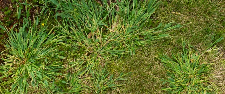 Crab grass spreading throughout lawn in Gardner, KS.