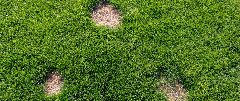 Dollar spot infected lawn in Kansas City, KS. 