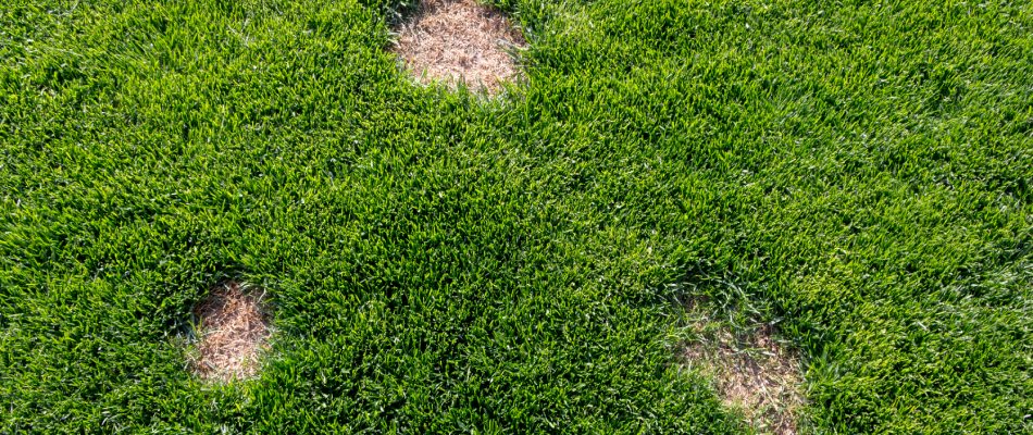 Dollar spot lawn disease invading client's lawn in Blue Springs, MO.
