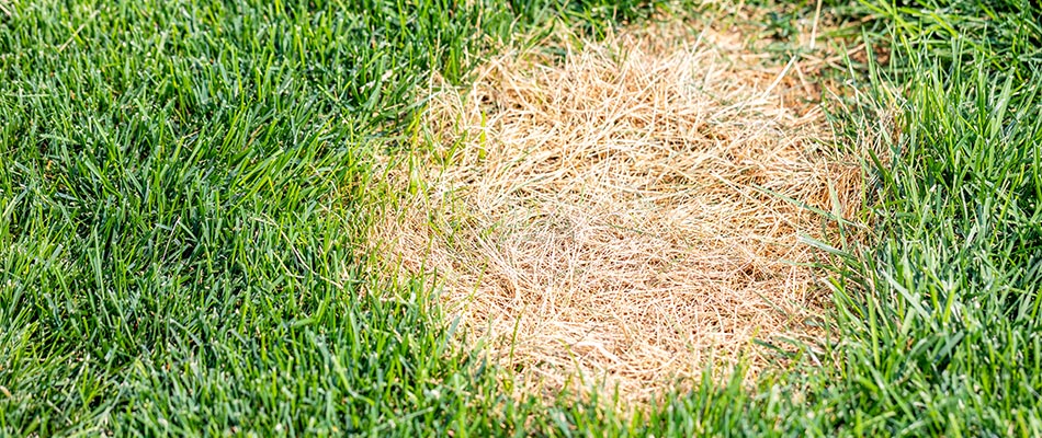 Brown Patch & Dollar Spot - Two Lawn Diseases to Watch Out for in ...